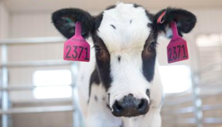 Researchers Use Cows To Develop Antibody Treatment